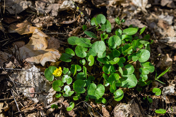 Fototapeta premium Swamp plant in the forest. The marsh marigold. A carpet of small round leaves. The watery part of the forest. Natural background of forest plants.