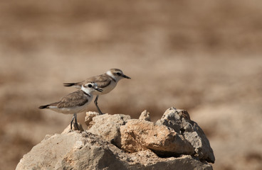 Kentish Plovers male and female on mound watching their chick