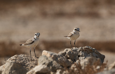 Kentish Plovers parent watching their chicks from a mound