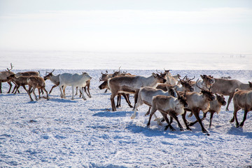 Far North, Yamal Peninsula,