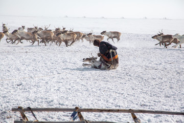 Far North, Yamal Peninsula, Nentsy drive the reindeer, the man caught the deer by the horns