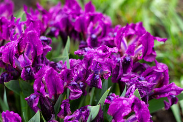 group of iris flowers close-up in spring, photo Wallpaper.