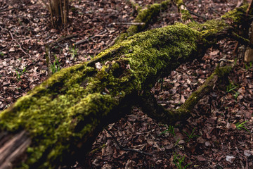 The trunk of an old fallen tree covered with moss. Natural background, green moss texture. Dark forest.
