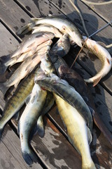fresh fish
