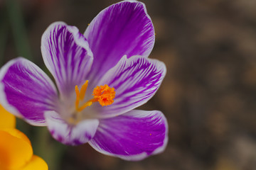 Lilac crocus flower close-up