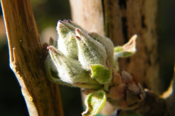 Devonshire Qwarenndom Apple tree blossoms buds
