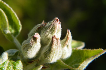 Devonshire Qwarenndom Apple tree blossoms buds