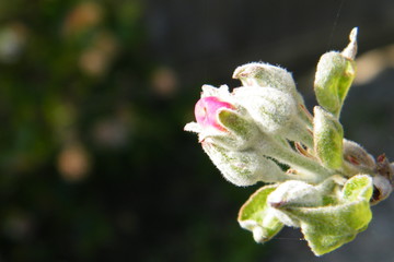 Devonshire Qwarenndom Apple tree blossoms buds