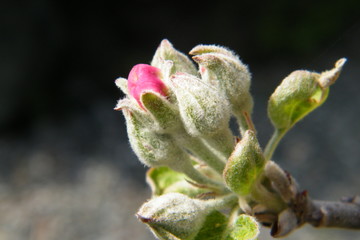 Devonshire Qwarenndom Apple tree blossoms buds