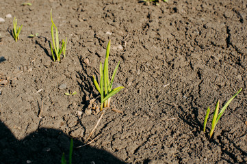 young green onions in the garden,
green onion sprouts from the ground