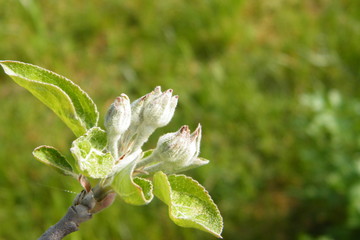 Devonshire Qwarenndom Apple tree blossoms buds