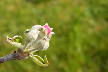 Devonshire Qwarenndom Apple tree blossoms buds