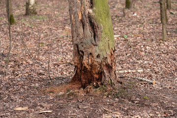 The trunk of an old fallen tree covered with moss. Natural background, green moss texture. Dark forest.