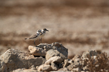 Kentish Plovers, Bahrain