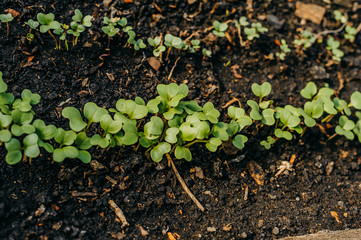 small leaves of seedlings in the black earth top view,many green leaves of seedlings in the garden