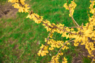 Yellow forsythia shrub. Branches covered with many yellow flowers.