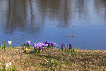 Obraz na płótnie Canvas Spring natural background, minimal spring concept. Crocuses on the lake. The birth of a new life and the first flowers