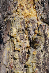 Yellow resin of pine tree