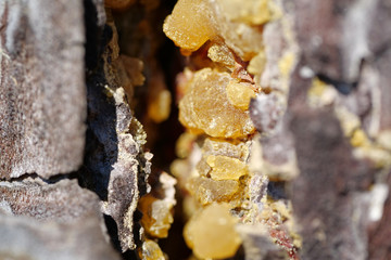 Natural hard yellow resin of pine tree