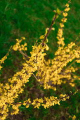 Obraz premium Yellow forsythia shrub. Branches covered with many yellow flowers.