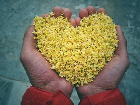 Close-up Of Hand Holding Yellow Flowers In Heart Shape