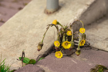 a yellow flower grows between the sidewalk and the stone wall. weed at the front of the building....