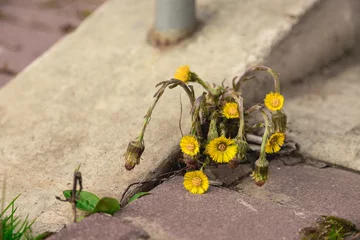 Fotobehang a yellow flower grows between the sidewalk and the stone wall. weed at the front of the building. The Mother-and-stepmother flower grows in the city, at the concrete steps. Nature versus the city. © MadCat13Shoombrat