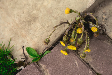 a yellow flower grows between the sidewalk and the stone wall. weed at the front of the building. The Mother-and-stepmother flower grows in the city, at the concrete steps. Nature versus the city. - Powered by Adobe