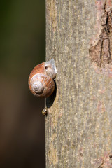 Snail wintering on a tree © moniadk
