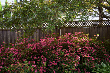 Fototapeta na wymiar Pink Flowers in the Garden