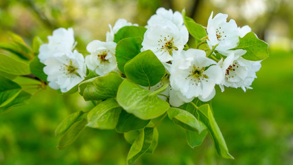 Close-up of a white apple blossom blooming in spring in a garden against a blue sky. Flowering trees in spring in Warsaw.