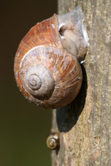 Snail wintering on a tree - obrazy, fototapety, plakaty