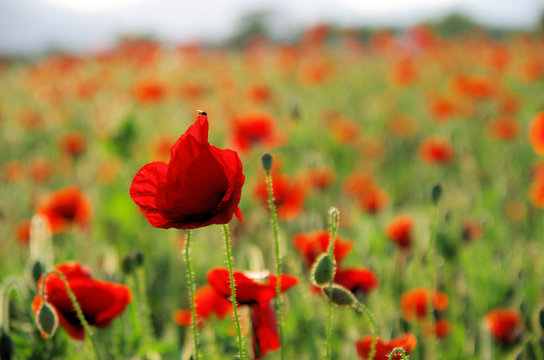 Mohnblume
