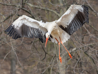 The large white stork glides in flight