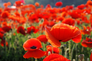 Fototapeta premium Mohnblume