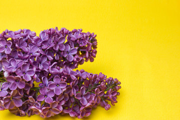 purple lilac indoors on a yellow background