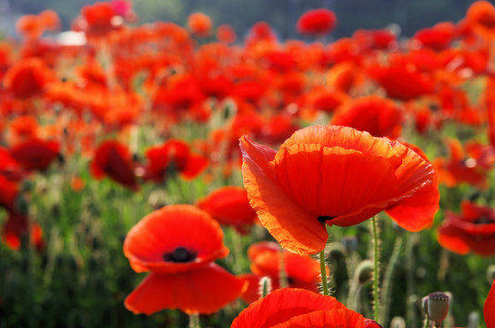 Mohnblume