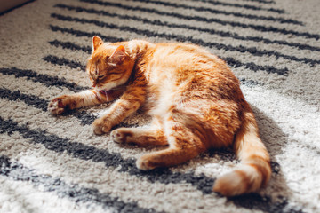 Ginger cat lying on floor carpet at home. Pet cleaning itself licking hair. Animal feeling comfortable and safe