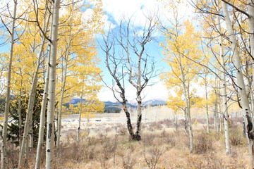 Obraz premium Autumn in the mountains