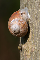 Snail wintering on a tree © moniadk