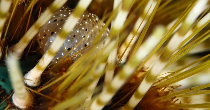 sea urchin  close up moving tropic water scenery underwater seaurchin ocean scenery