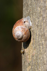 Snail wintering on a tree © moniadk