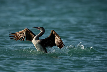 Socotra cormorant landing in Busaiteen water