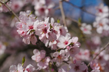 Fototapeta na wymiar Blooming apricot close-up
