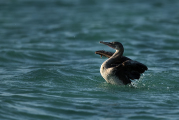 Socotra cormorant in the morning at Busaiteen sea, Bahrain