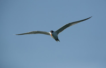 Lesser crested tern in flight