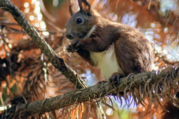squirrel on a tree