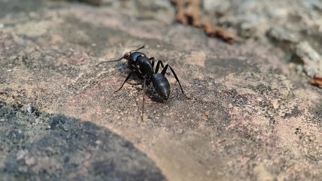Two Ants Fight in nature. Black vs small Brown ANT
