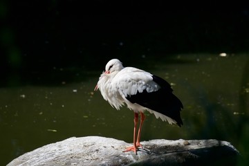 White stork near the pond