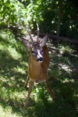 Roe deer fawn - trip in nature / forest